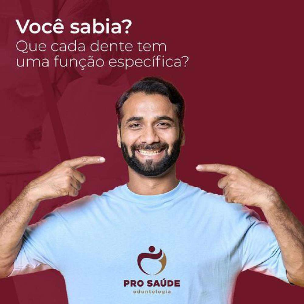 Você conhece as funções dos dentes?